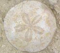 Fossil Sand Dollar (Scutella) - France #41363-1
